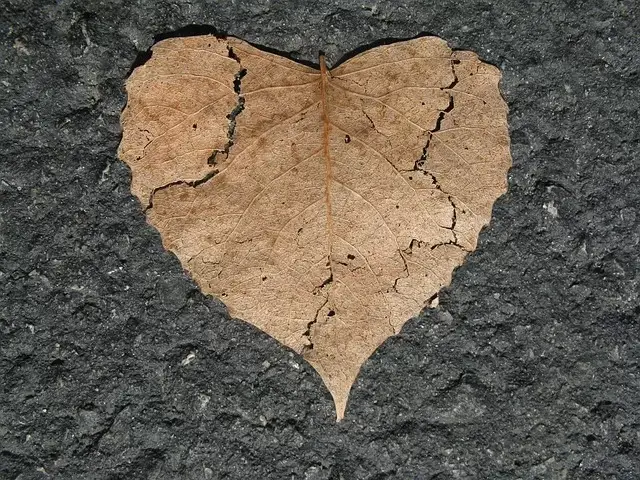 A fragile, dried leaf lays on the ground. It's been stepped on and cracks are visible. The leaf is in the shape of a heart.