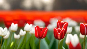 Three red tulipos are focused in the foreground with blurred white tulips in the background representing introverted individuals.