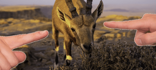 Photoshopped image of two large hands pointing to a goat in the center of the image.
