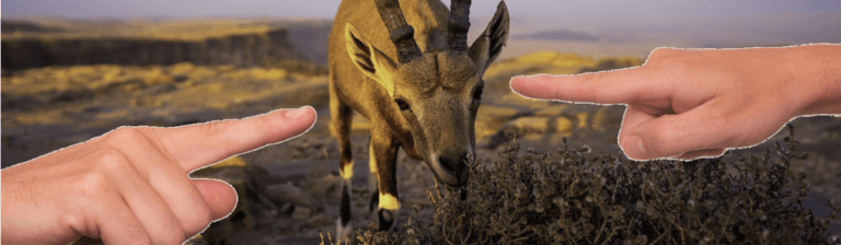 Photoshopped image of two large hands pointing to a goat in the center of the image.